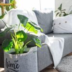 quel-jete-de-canape-utiliser-dans-sa-maison