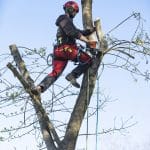 pruning a tree
