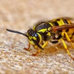 Close up of one danger wasp. Blurred background