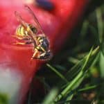 wasp on a watermelon close up on a grass background. A wasp macro.