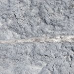 A fossilized cephalopod